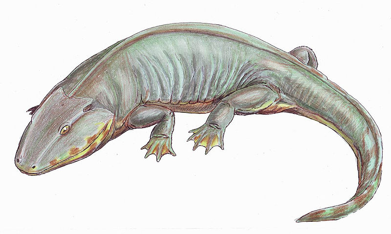 Datei:Scelerocephalus haeuseri.jpg