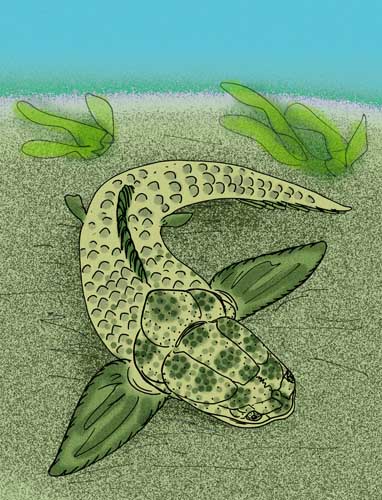 Datei:Tityosteus rieversi.jpg