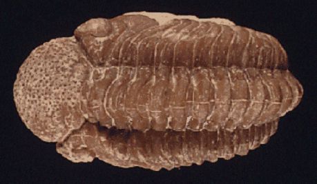 Datei:Polymerider Trilobit.jpg