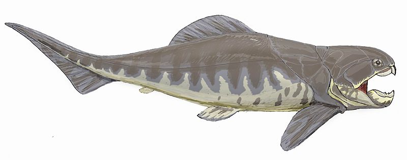 Datei:Dunkleosteus.jpg