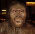 Australopithecus afarensis.jpg